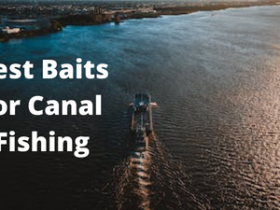 Best Baits for Canal Fishing