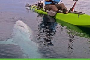 Top Kayaks for Shark Fishing: Ultimate Guide | Certified Kayak Fishing Instructor – Learn Kayak Angling with Expert Guidance