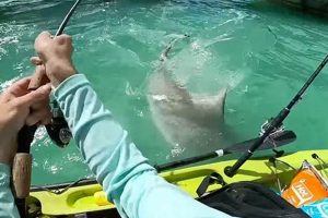Kayak Fishing Shark Encounter Certified Kayak Fishing Instructor – Learn Kayak Angling with Expert Guidance Kayak Fishing Shark Encounter | Certified Kayak Fishing Instructor – Learn Kayak Angling with Expert Guidance