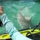 Kayak Fishing Shark Encounter | Certified Kayak Fishing Instructor – Learn Kayak Angling with Expert Guidance