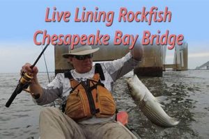 Best Chesapeake Kayak Fishing: Tips & Spots Certified Kayak Fishing Instructor – Learn Kayak Angling with Expert Guidance Best Chesapeake Kayak Fishing: Tips & Spots | Certified Kayak Fishing Instructor – Learn Kayak Angling with Expert Guidance