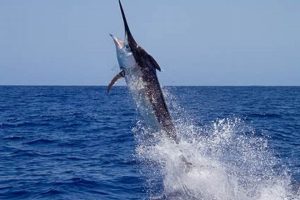 Epic Marlin Fishing Kayak Adventures Certified Kayak Fishing Instructor – Learn Kayak Angling with Expert Guidance Epic Marlin Fishing Kayak Adventures | Certified Kayak Fishing Instructor – Learn Kayak Angling with Expert Guidance