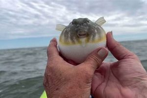 Best Kayak Fishing Spots: Barnegat Bay NJ Certified Kayak Fishing Instructor – Learn Kayak Angling with Expert Guidance Best Kayak Fishing Spots: Barnegat Bay NJ | Certified Kayak Fishing Instructor – Learn Kayak Angling with Expert Guidance