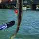 Best Kayak Fishing Spots Sarasota Florida | Certified Kayak Fishing Instructor – Learn Kayak Angling with Expert Guidance