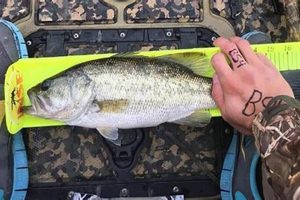 Kayak Fishing Cheater Tactics & Prevention Certified Kayak Fishing Instructor – Learn Kayak Angling with Expert Guidance Kayak Fishing Cheater Tactics & Prevention | Certified Kayak Fishing Instructor – Learn Kayak Angling with Expert Guidance
