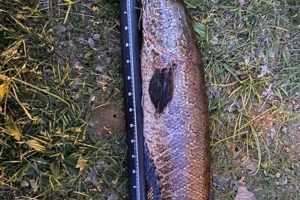 PA Kayak Fishing LLC: Guided Tours & Rentals Certified Kayak Fishing Instructor – Learn Kayak Angling with Expert Guidance PA Kayak Fishing LLC: Guided Tours & Rentals | Certified Kayak Fishing Instructor – Learn Kayak Angling with Expert Guidance