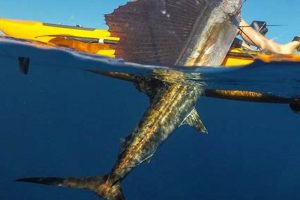Epic Sailfish Kayak Fishing Adventures Certified Kayak Fishing Instructor – Learn Kayak Angling with Expert Guidance Epic Sailfish Kayak Fishing Adventures | Certified Kayak Fishing Instructor – Learn Kayak Angling with Expert Guidance