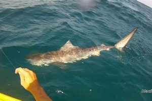 Epic Tiger Shark Kayak Fishing Adventures Certified Kayak Fishing Instructor – Learn Kayak Angling with Expert Guidance Epic Tiger Shark Kayak Fishing Adventures | Certified Kayak Fishing Instructor – Learn Kayak Angling with Expert Guidance