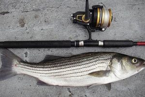 Top Kayak Rods for Striper Fishing Success Certified Kayak Fishing Instructor – Learn Kayak Angling with Expert Guidance Top Kayak Rods for Striper Fishing Success | Certified Kayak Fishing Instructor – Learn Kayak Angling with Expert Guidance