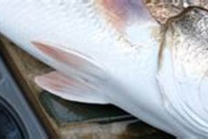 Best Navarre Kayak Fishing Gear on Amazon Certified Kayak Fishing Instructor – Learn Kayak Angling with Expert Guidance Best Navarre Kayak Fishing Gear on Amazon | Certified Kayak Fishing Instructor – Learn Kayak Angling with Expert Guidance