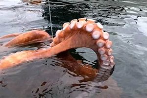 Epic Kayak Octopus Catch! Certified Kayak Fishing Instructor – Learn Kayak Angling with Expert Guidance Epic Kayak Octopus Catch! | Certified Kayak Fishing Instructor – Learn Kayak Angling with Expert Guidance