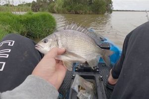 Kayak Bream Fishing: Tips & Techniques Certified Kayak Fishing Instructor – Learn Kayak Angling with Expert Guidance Kayak Bream Fishing: Tips & Techniques | Certified Kayak Fishing Instructor – Learn Kayak Angling with Expert Guidance