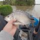 Kayak Bream Fishing: Tips & Techniques | Certified Kayak Fishing Instructor – Learn Kayak Angling with Expert Guidance