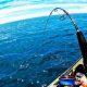 Epic Kayak Kingfish Fishing: Tips & Tricks | Certified Kayak Fishing Instructor – Learn Kayak Angling with Expert Guidance