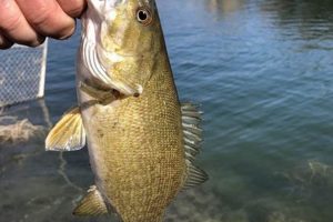 Best Kayak Fishing Spots in Idaho: A Guide Certified Kayak Fishing Instructor – Learn Kayak Angling with Expert Guidance Best Kayak Fishing Spots in Idaho: A Guide | Certified Kayak Fishing Instructor – Learn Kayak Angling with Expert Guidance