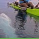 Safe Kayak Fishing with Sharks: Tips &amp; Tactics | Certified Kayak Fishing Instructor – Learn Kayak Angling with Expert Guidance