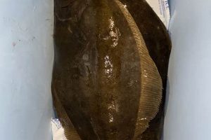 Ultimate Kayak Fluke Fishing in NJ Guide | Certified Kayak Fishing Instructor – Learn Kayak Angling with Expert Guidance