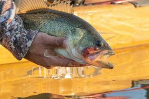 Best ND Kayak Fishing: Gear & Spots Guide Certified Kayak Fishing Instructor – Learn Kayak Angling with Expert Guidance Best ND Kayak Fishing: Gear & Spots Guide | Certified Kayak Fishing Instructor – Learn Kayak Angling with Expert Guidance