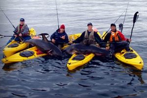 Salmon Shark Kayak Fishing | Certified Kayak Fishing Instructor – Learn Kayak Angling with Expert Guidance