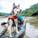 Top Fishing Kayaks for Dogs: Ultimate Guide | Certified Kayak Fishing Instructor – Learn Kayak Angling with Expert Guidance