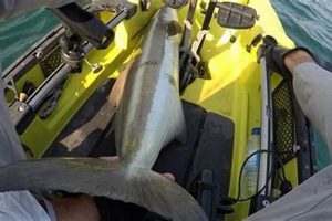 Ultimate Cobia Fishing Kayak Guide | Certified Kayak Fishing Instructor – Learn Kayak Angling with Expert Guidance