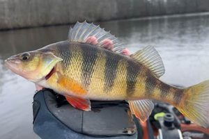 Ultimate Kayak Perch Fishing Guide Certified Kayak Fishing Instructor – Learn Kayak Angling with Expert Guidance Ultimate Kayak Perch Fishing Guide | Certified Kayak Fishing Instructor – Learn Kayak Angling with Expert Guidance