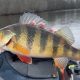 Ultimate Kayak Perch Fishing Guide | Certified Kayak Fishing Instructor – Learn Kayak Angling with Expert Guidance