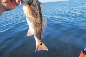 Top Kayak Fishing Spots: Port St. Joe, FL Certified Kayak Fishing Instructor – Learn Kayak Angling with Expert Guidance Top Kayak Fishing Spots: Port St. Joe, FL | Certified Kayak Fishing Instructor – Learn Kayak Angling with Expert Guidance