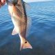 Top Kayak Fishing Spots: Port St. Joe, FL | Certified Kayak Fishing Instructor – Learn Kayak Angling with Expert Guidance