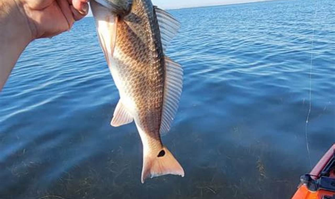 Top Kayak Fishing Spots: Port St. Joe, FL Certified Kayak Fishing Instructor – Learn Kayak Angling with Expert Guidance Top Kayak Fishing Spots: Port St. Joe, FL | Certified Kayak Fishing Instructor – Learn Kayak Angling with Expert Guidance